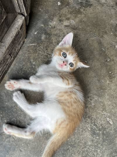 Persian kitten semi punch face lowest rate