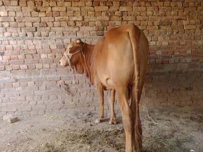 bachara for sel hai saaf suthra ghar ka pata hoga