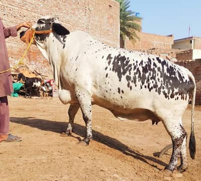 qubani k ley achy janwer