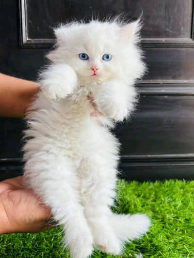 3 month  White Persian kittens blue eyes show quality doll face taddy