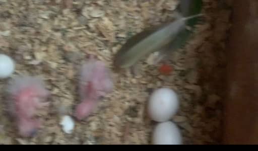Yellow sided conure breeder pair