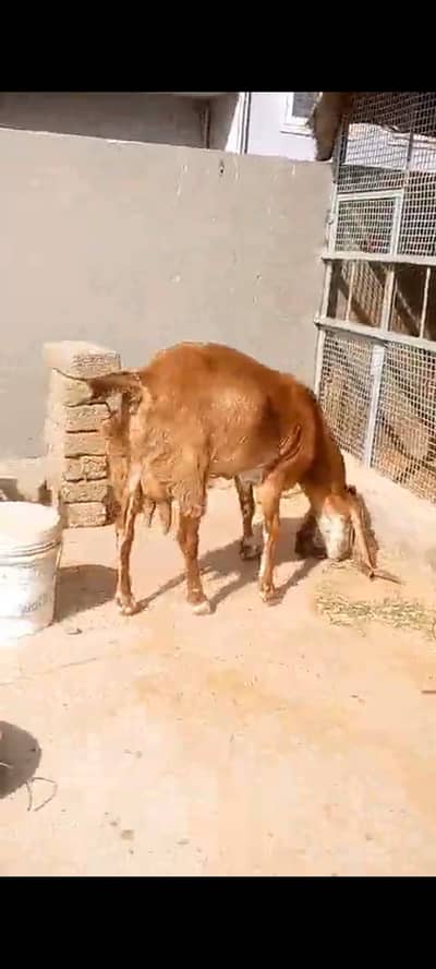 Goat, Bakri,