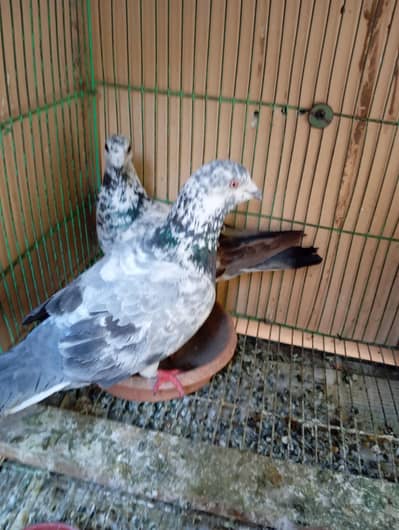 qasid grezer pair available from good blood line