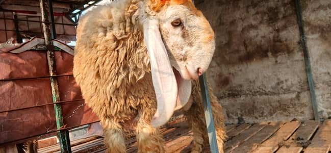 Desi Chatray Ghar K Palay Huay Best For Qurbani 2026