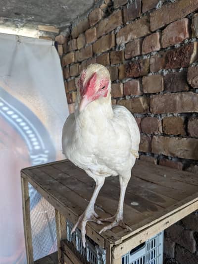 pure heera female available