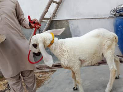 larkana dumba