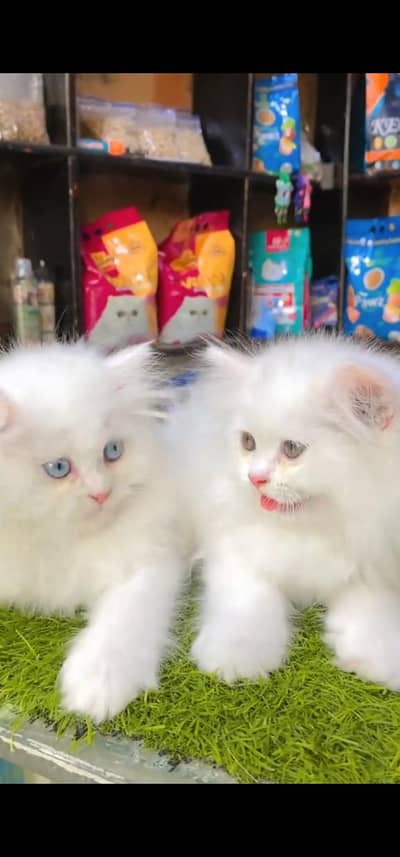 Quality Persian Punchface cat & kitten. moreWhatsApp 03233614642