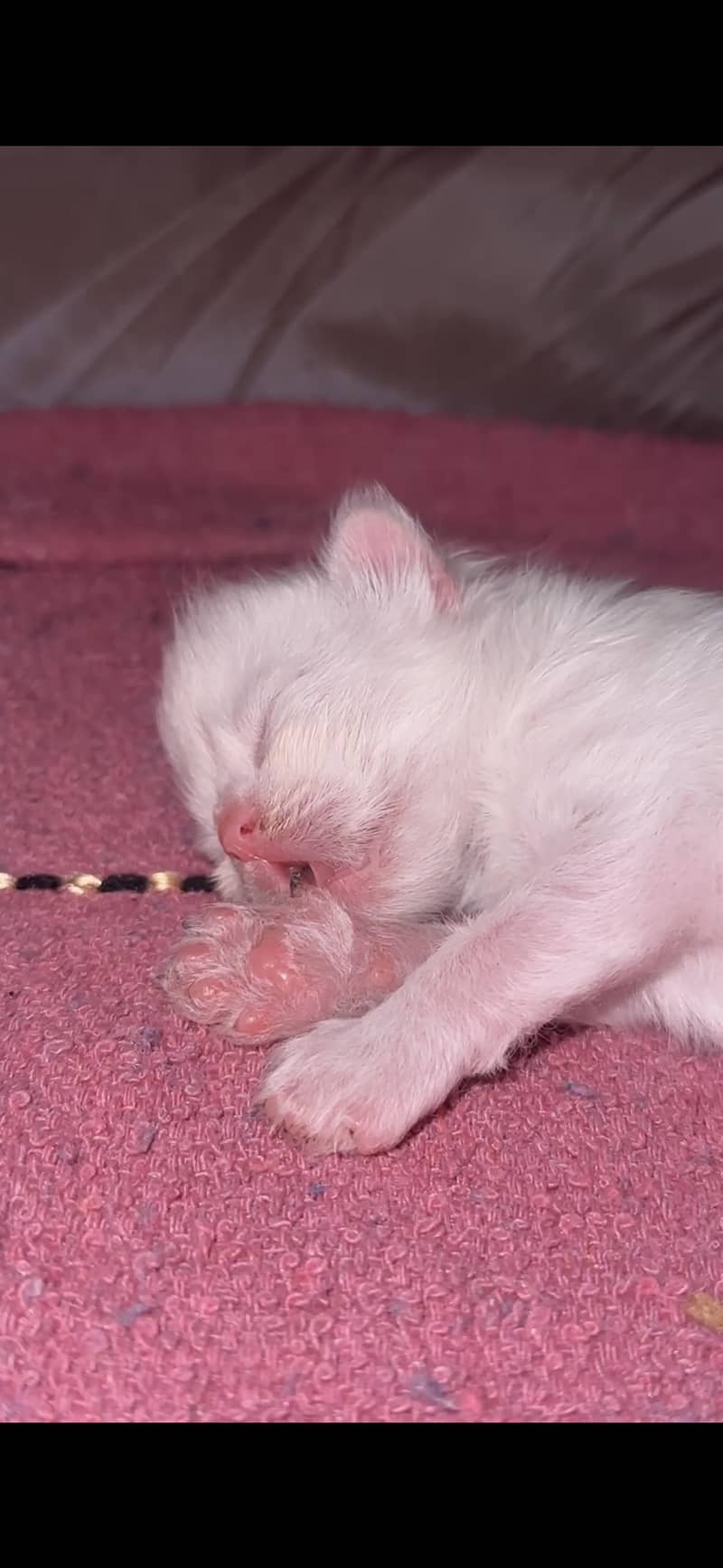 Kittens 1