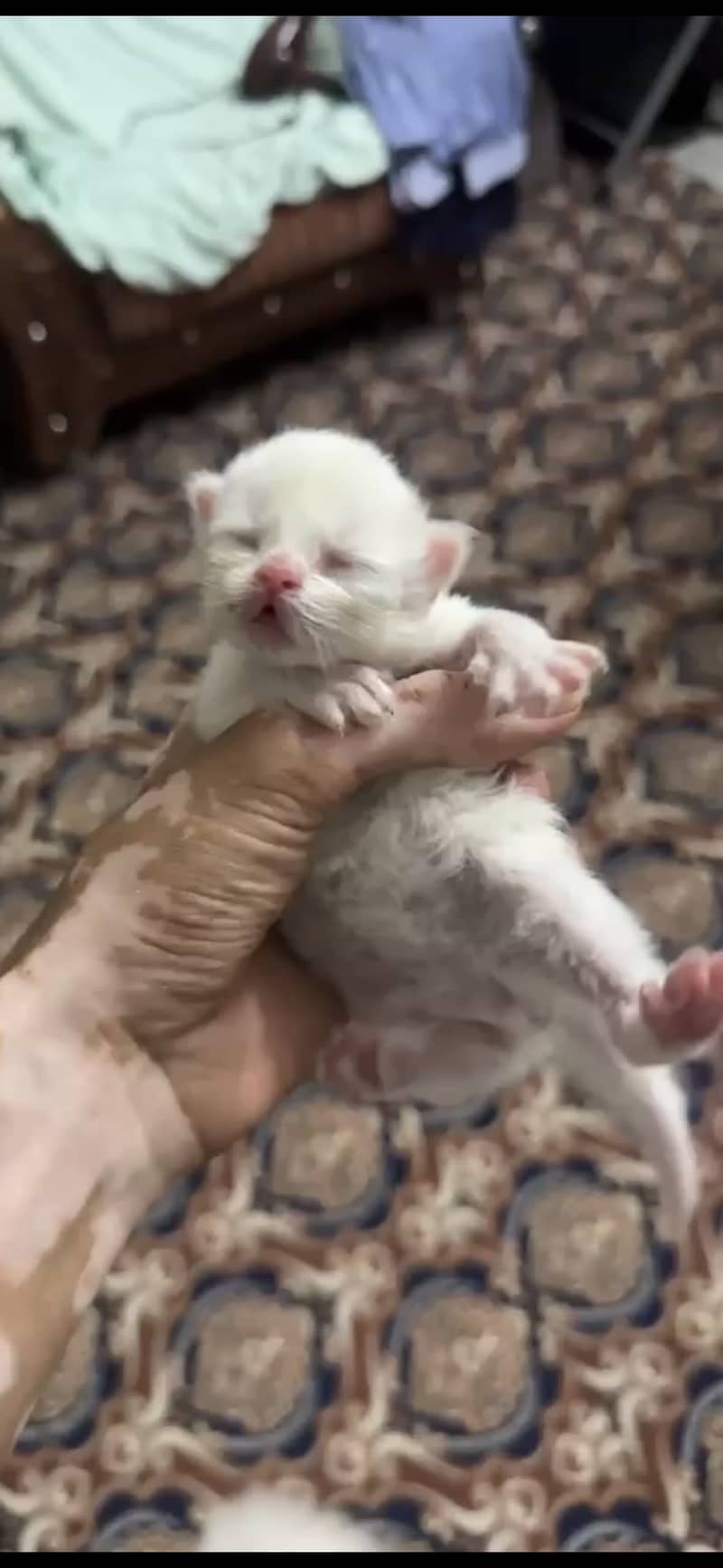 Kittens 2