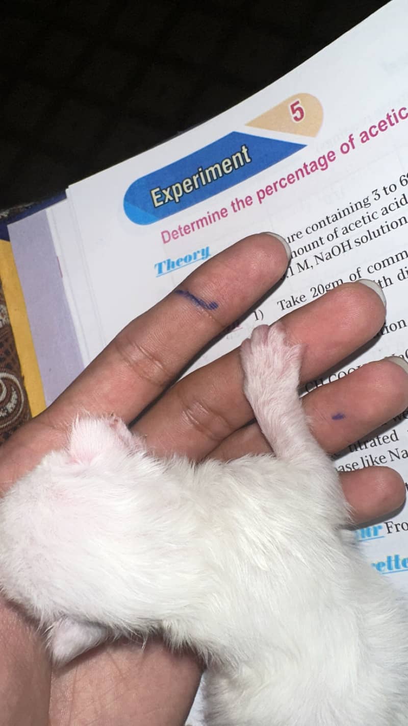 Kittens 3