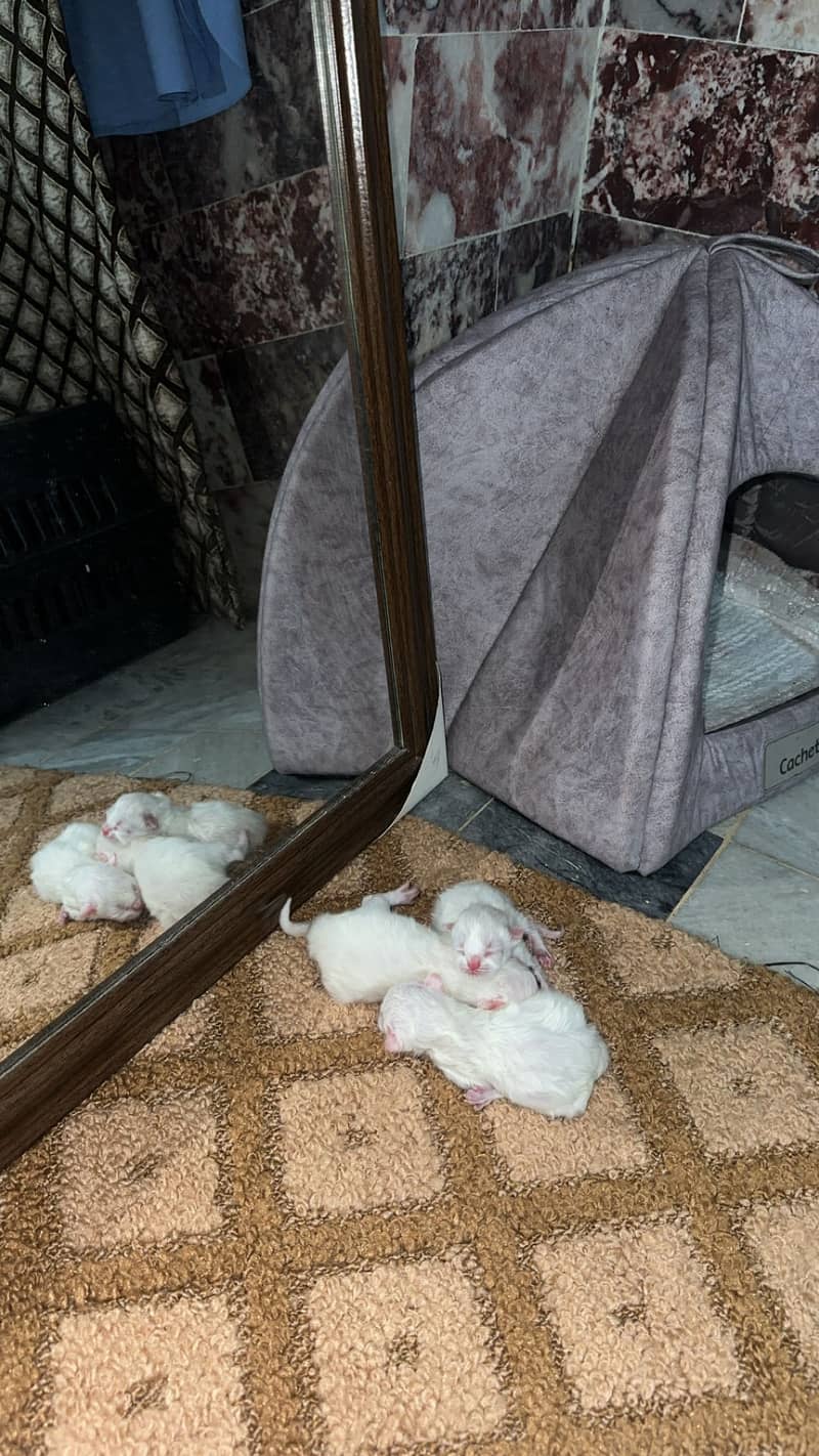 Kittens 4
