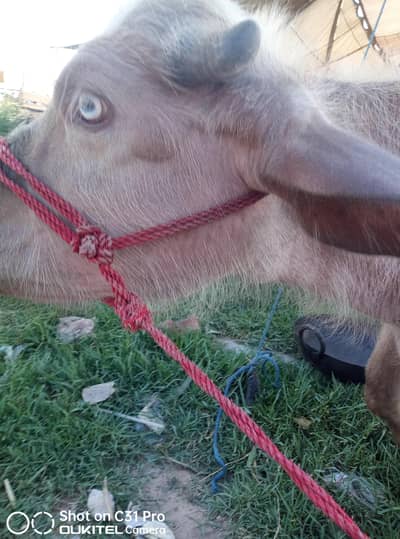 Female  special  Golden  Buffalo