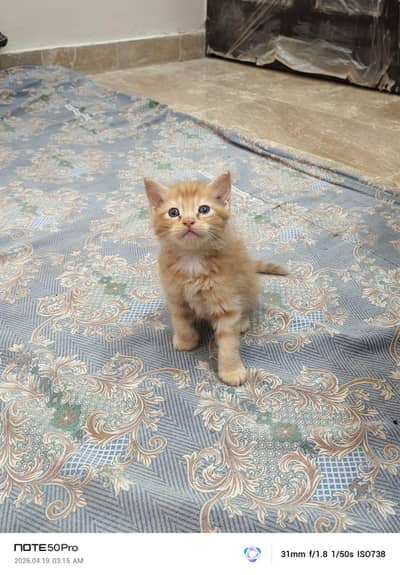 PERSIAN KITTENS FOR SALE