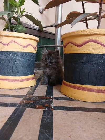 Persian female kitten