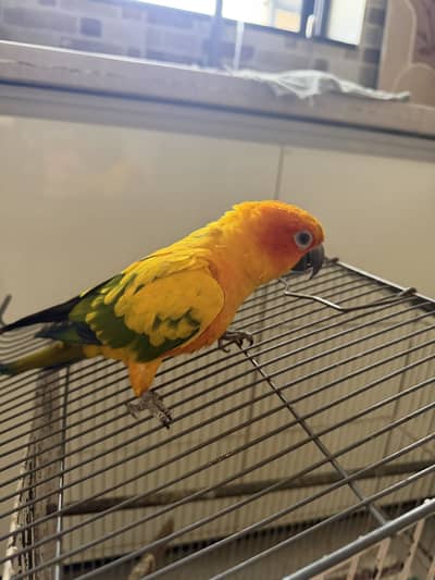 sunconor