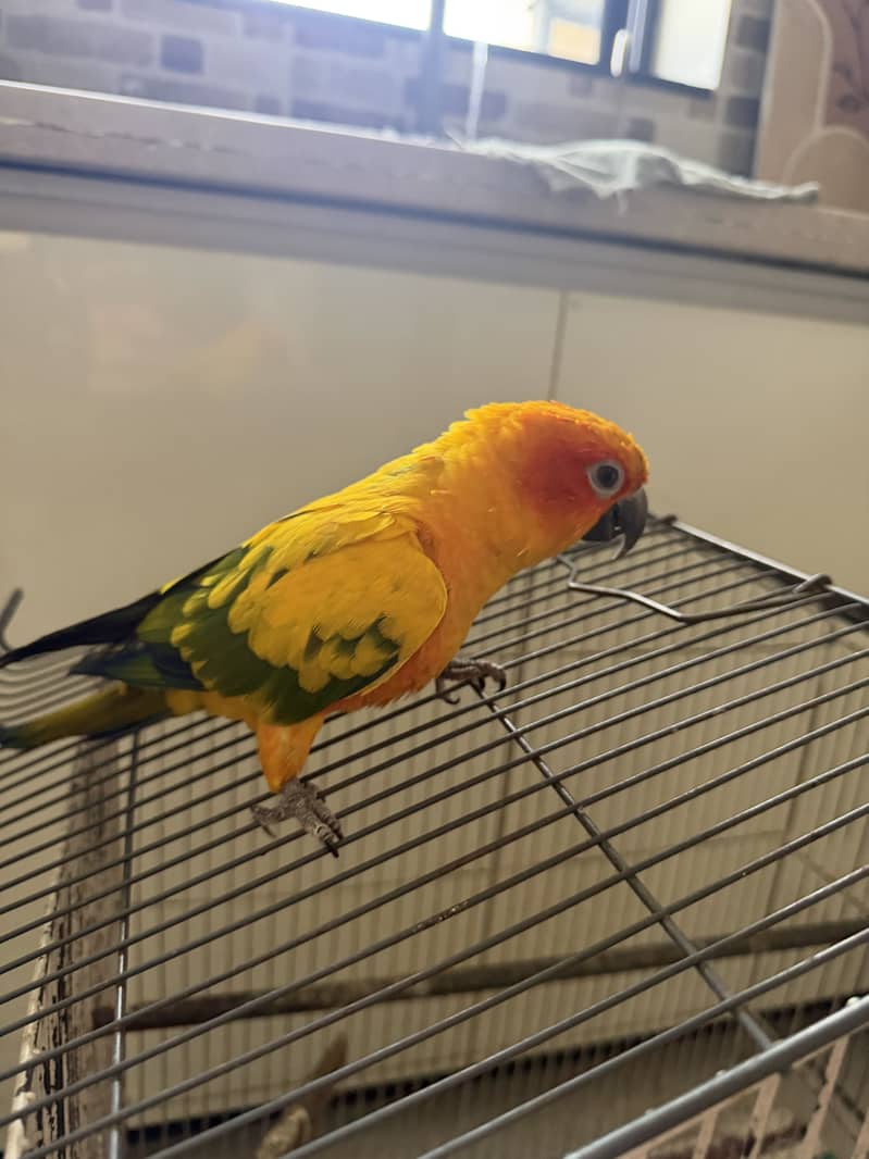 sunconor 0