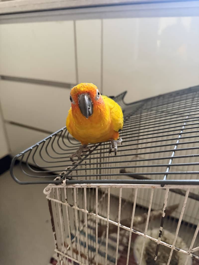 sunconor 1