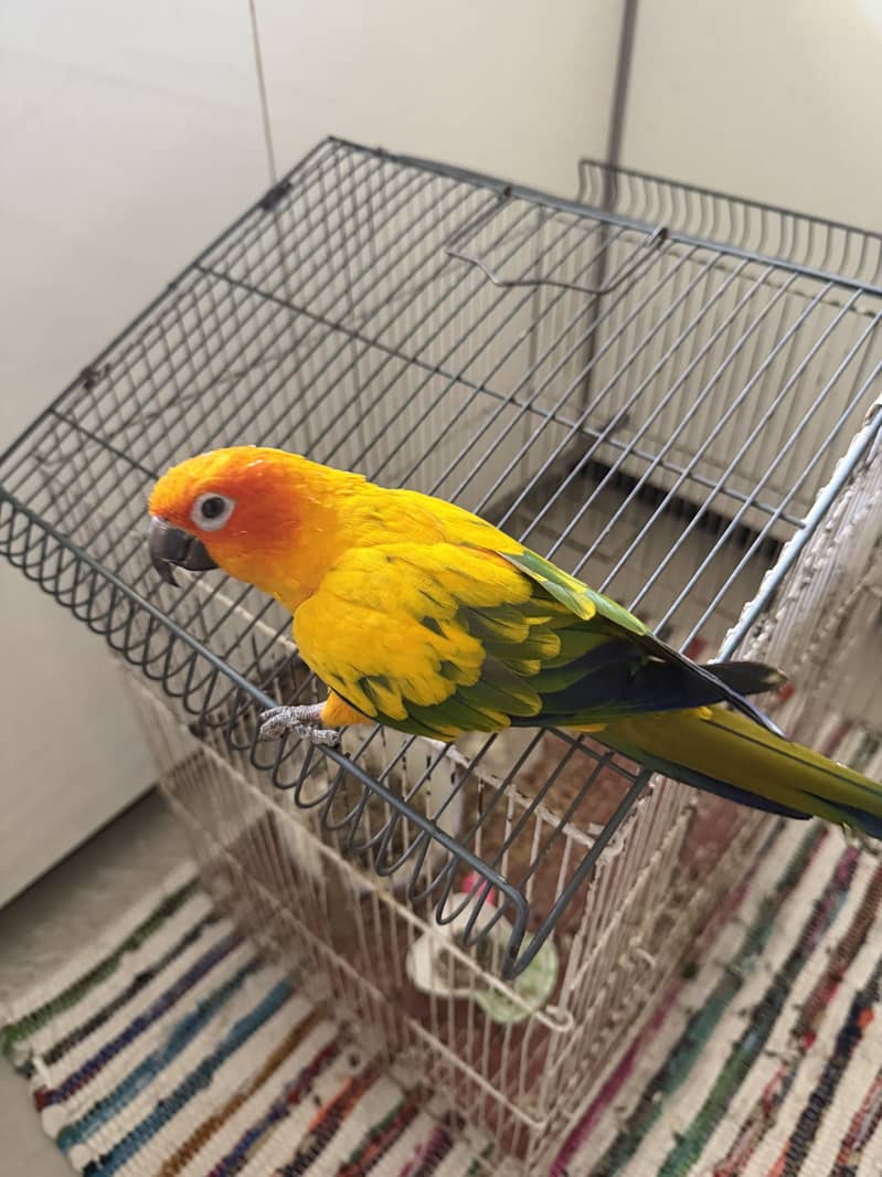 sunconor 2