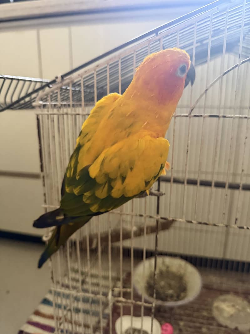 sunconor 3