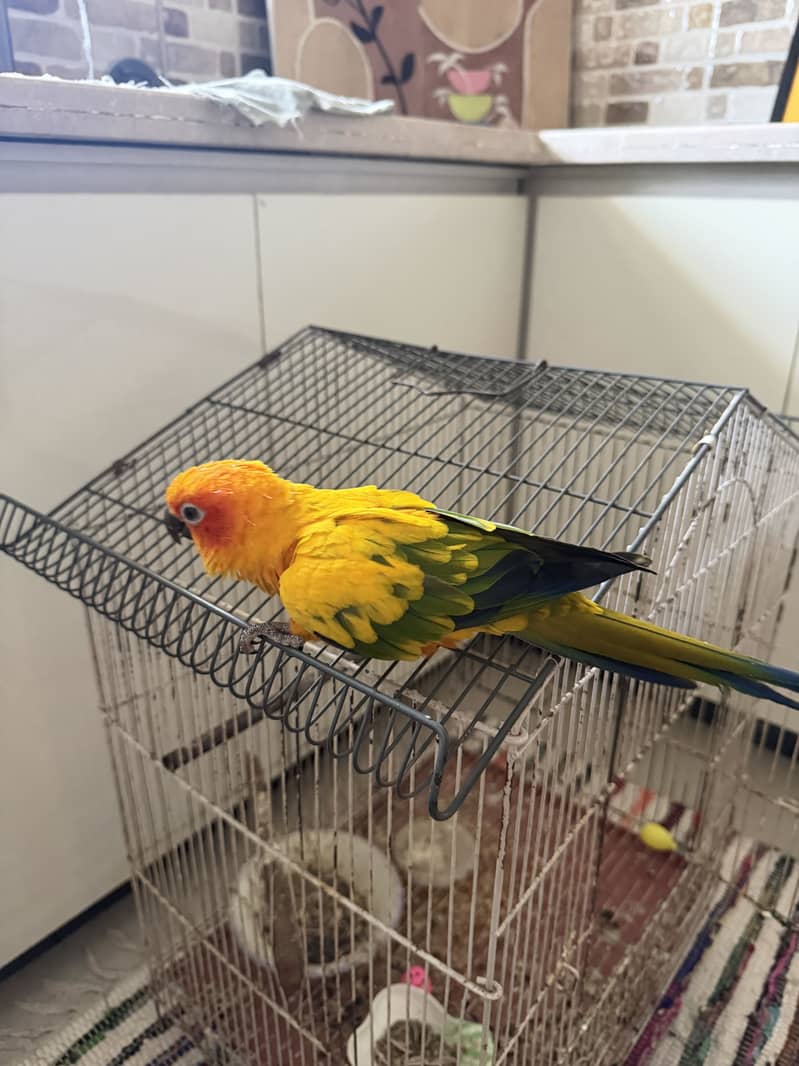 sunconor 4