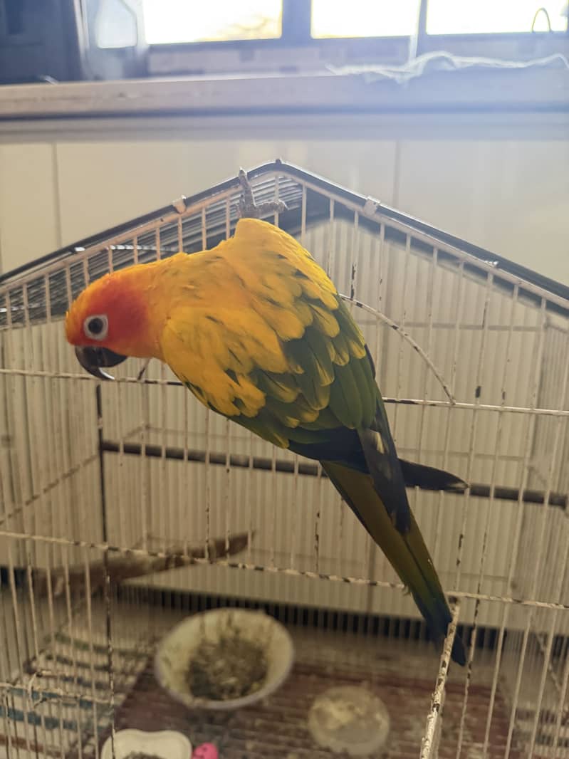 sunconor 5