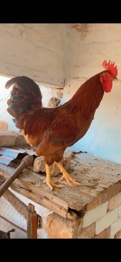 RIR  AYYAM CEMANI BLACK CHICKEN