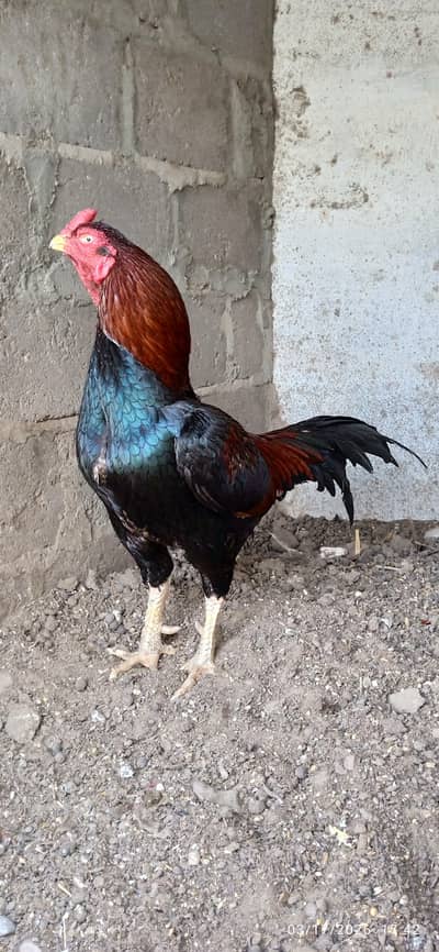 Aseel Rooster Complete Setup for Sale