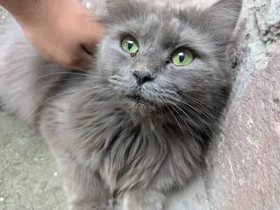 Grey Persian Cat
