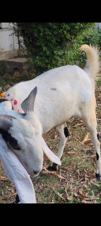 2 dant khassi bakra for qurbani