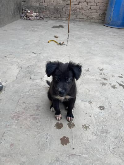 urgent sale