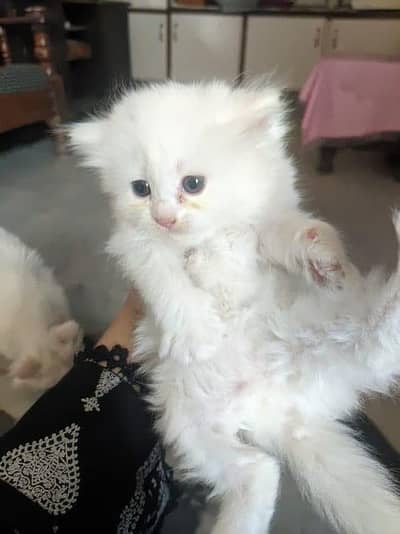 Persian  fluffy kittens