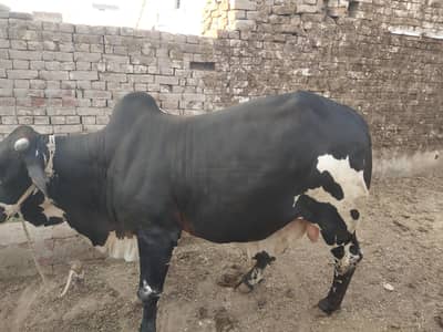 Desi Sahiwal/Wato Bachra for Sale | Sehatmnd & Strong| bachry | wach