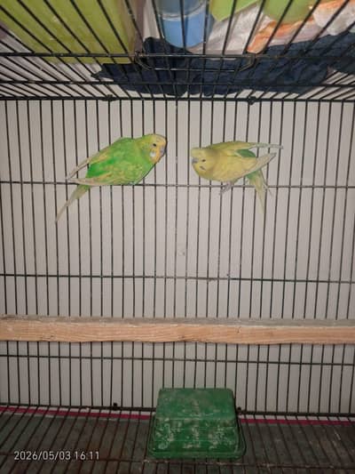 Australian crusted  pair