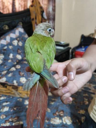 conour tame bird exchange possible with raw or rineck chik