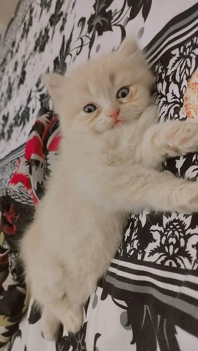 Persian brown female kitten for sale