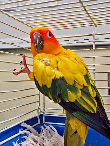 sale my conure parrot healthy and good locking