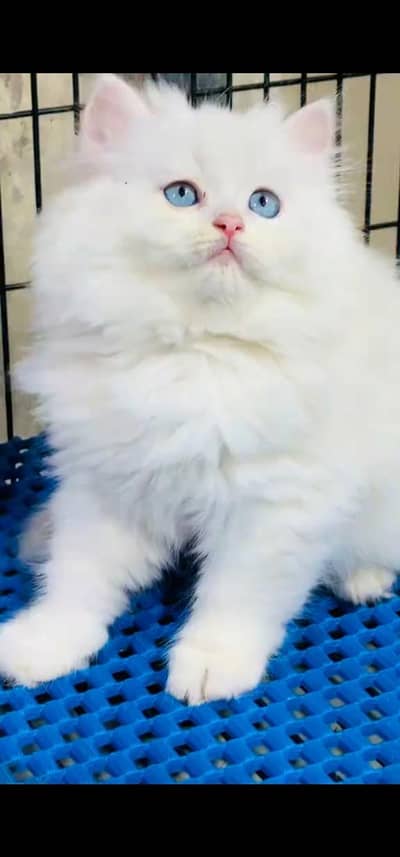 Quality Persian Punchface cat & kitten. moreWhatsApp 03233614642