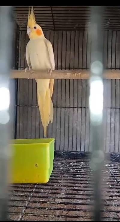1 Female Common white cocktail