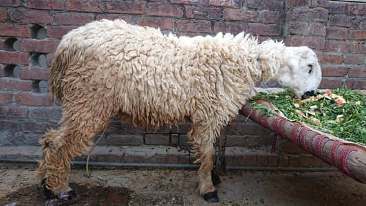 mundra