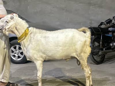 bakra  white color pure