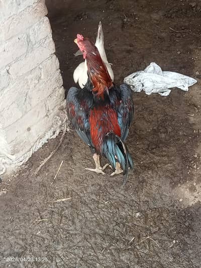 Aseel murga For sale urgent