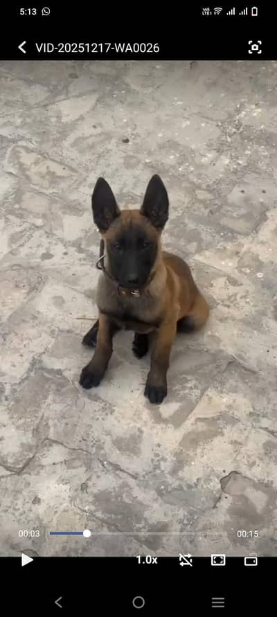 Belgian Malinois k9 puppies