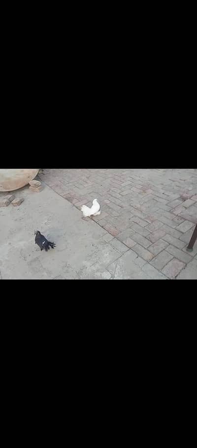 Indian lakay  white black  sale