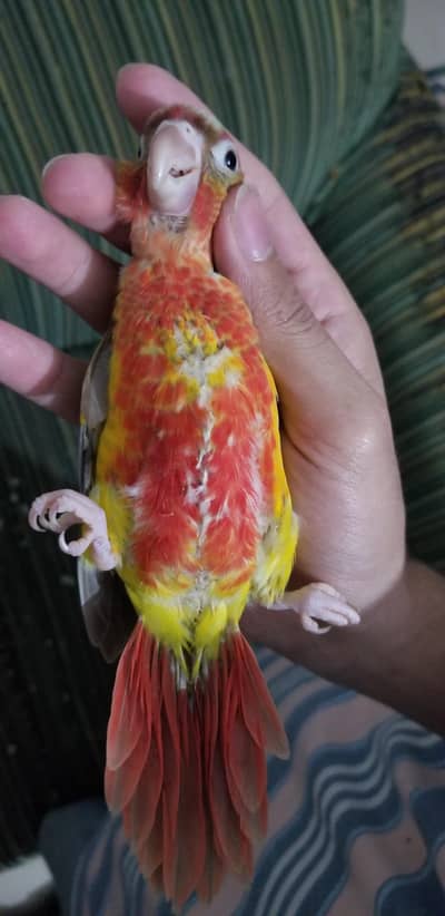 Pineapple High Red Conure & Yellow Sided Conure  Split Blue