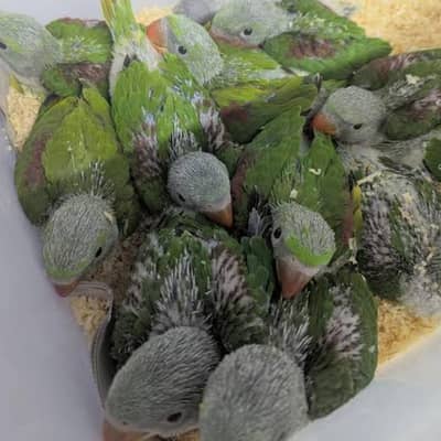 raw chicks for sale