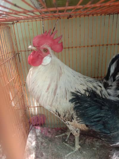 Pair of chickens