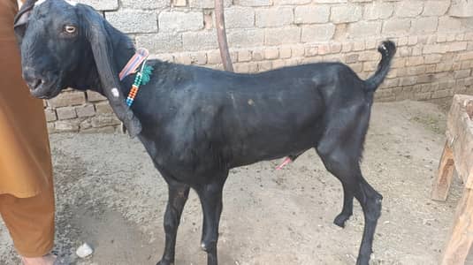 Qurbani Bakra for sale