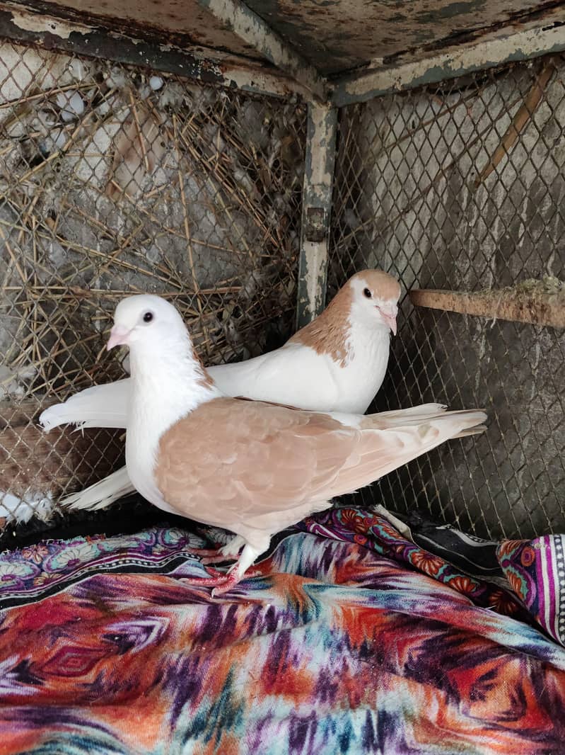 pigeons 0