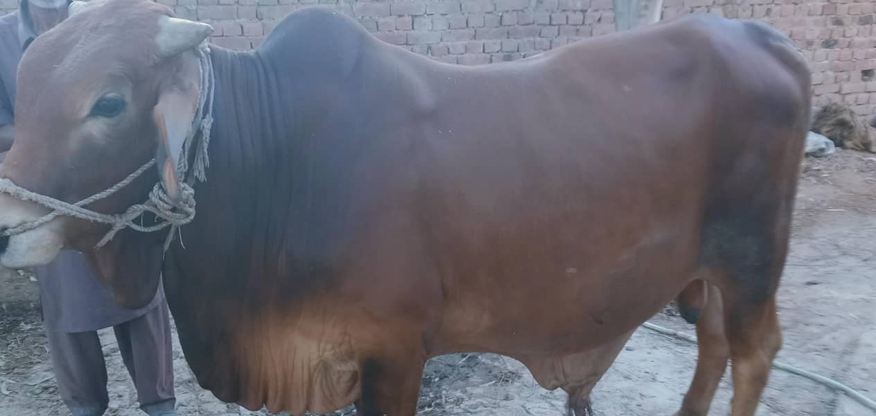 washa for Bakra eid 0