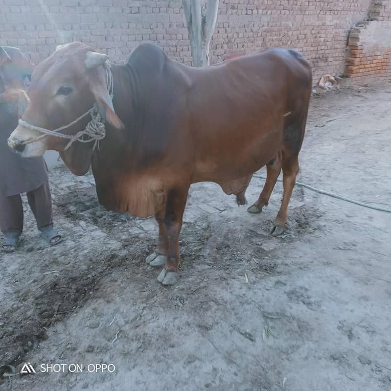 washa for Bakra eid 1